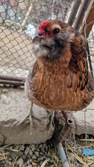 Araucana,ameraucana