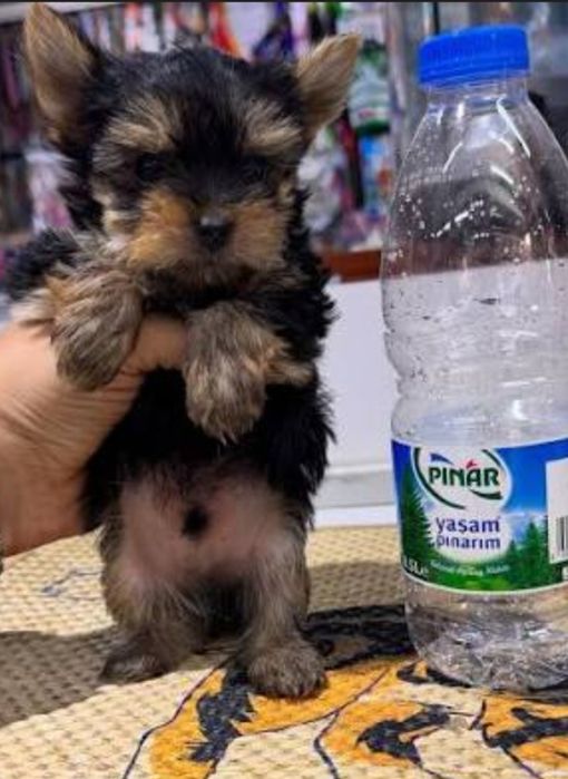 Yorkshire terrier talie mica