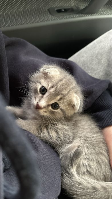 Scotish 4 oylik SOTILADI!!