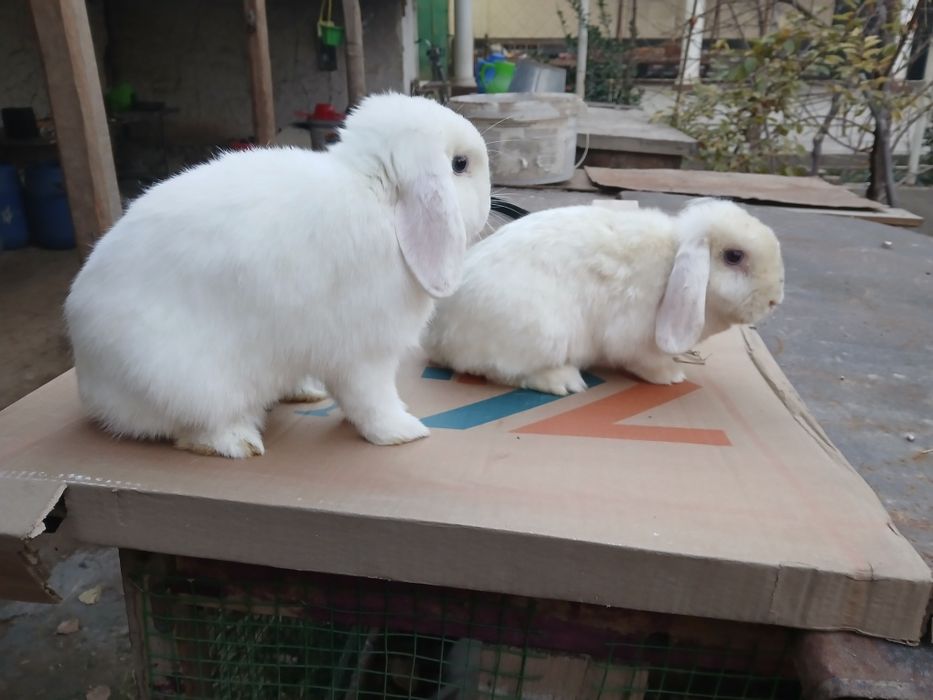 Quyon  baran almaz glaz para