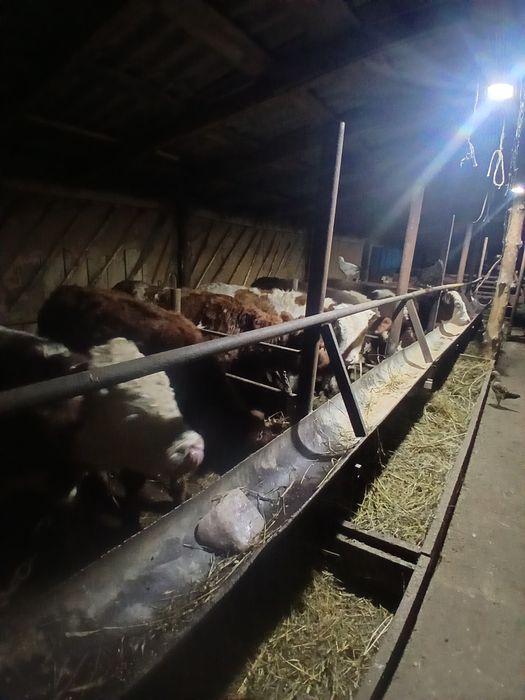 Еркек баспактар сатылады