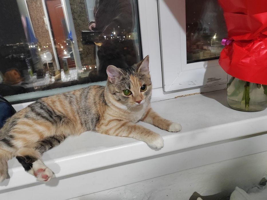 Отдам кошечку в добрые руки