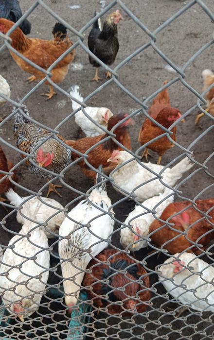 Продам кур молодок