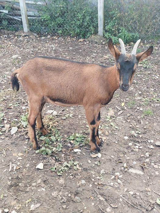 Vând iada alpina franceza  montată