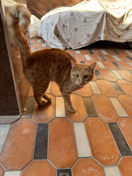 Кошка с красивыми глазами