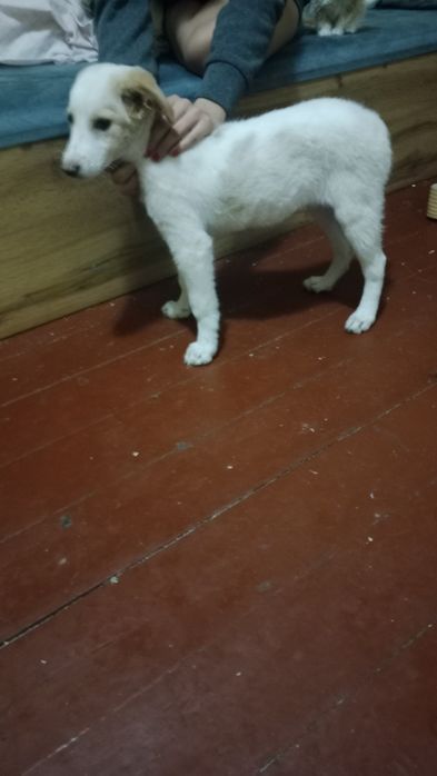 Любознательная собака