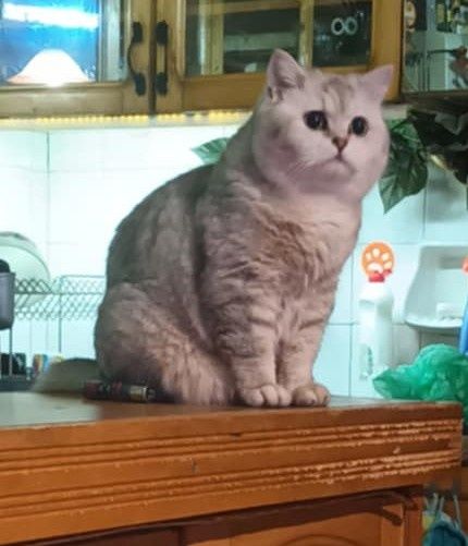 Сребърна чинчила