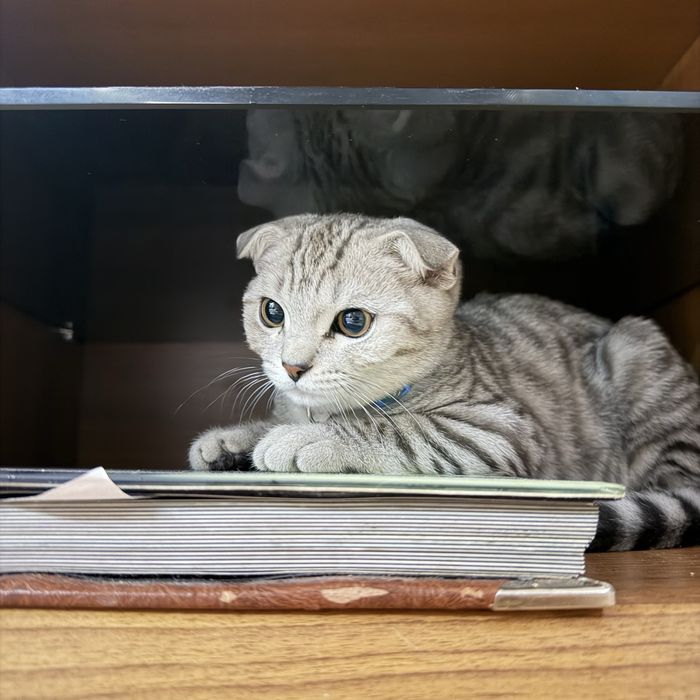 Продается котенок