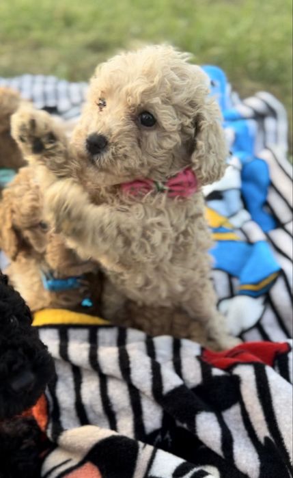 Пудел мини    Пудел мини