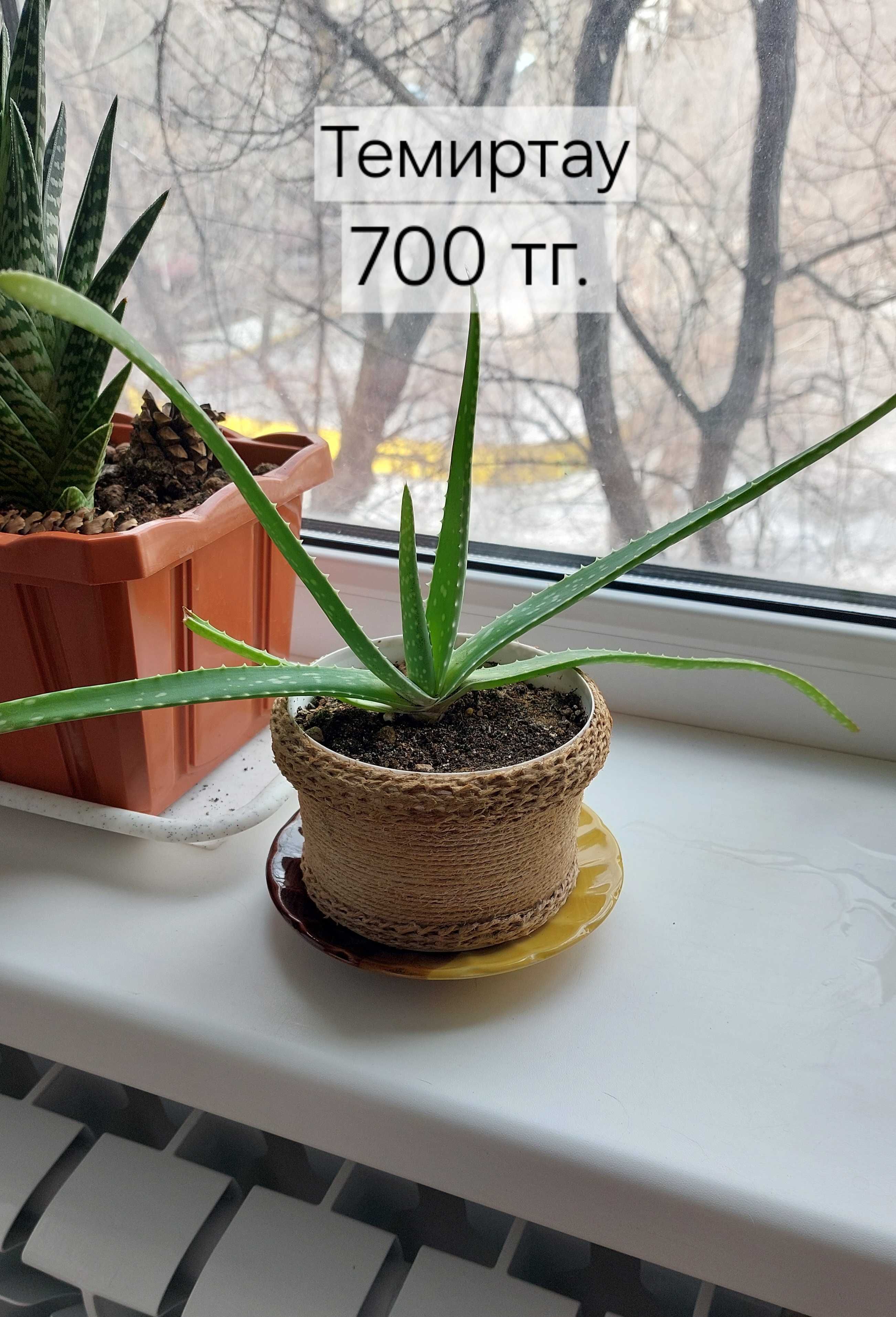 Комнатные растения
