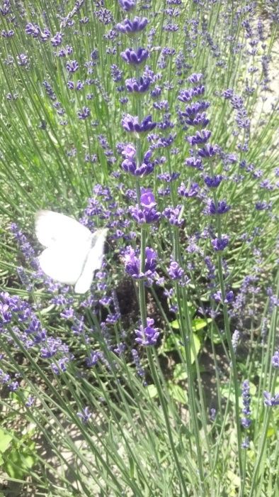 Butasi, flori si saculeti de lavanda.