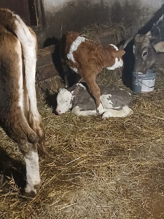 Tăurași de vanzare !