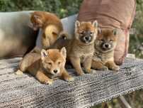 Шиба Ину (Shiba Inu)