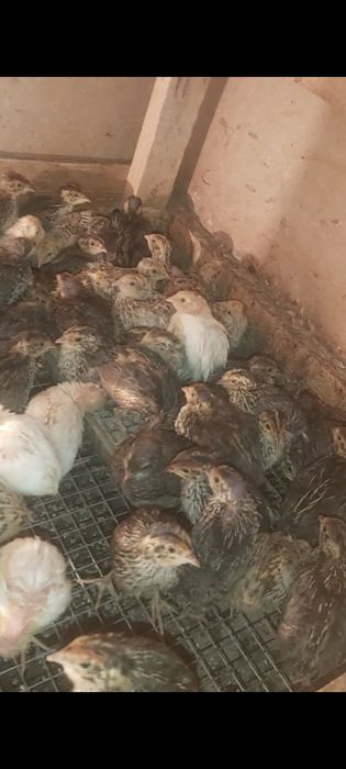 Бөдене балапандар 600₸ штук