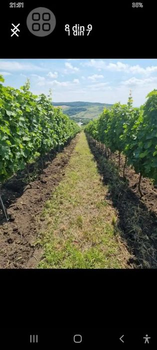 Avem struguri de vin de vrancea Producție 2025