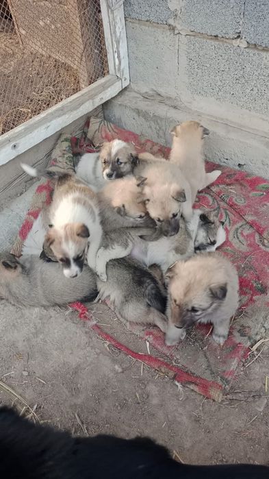 Отдам шенков беплатно