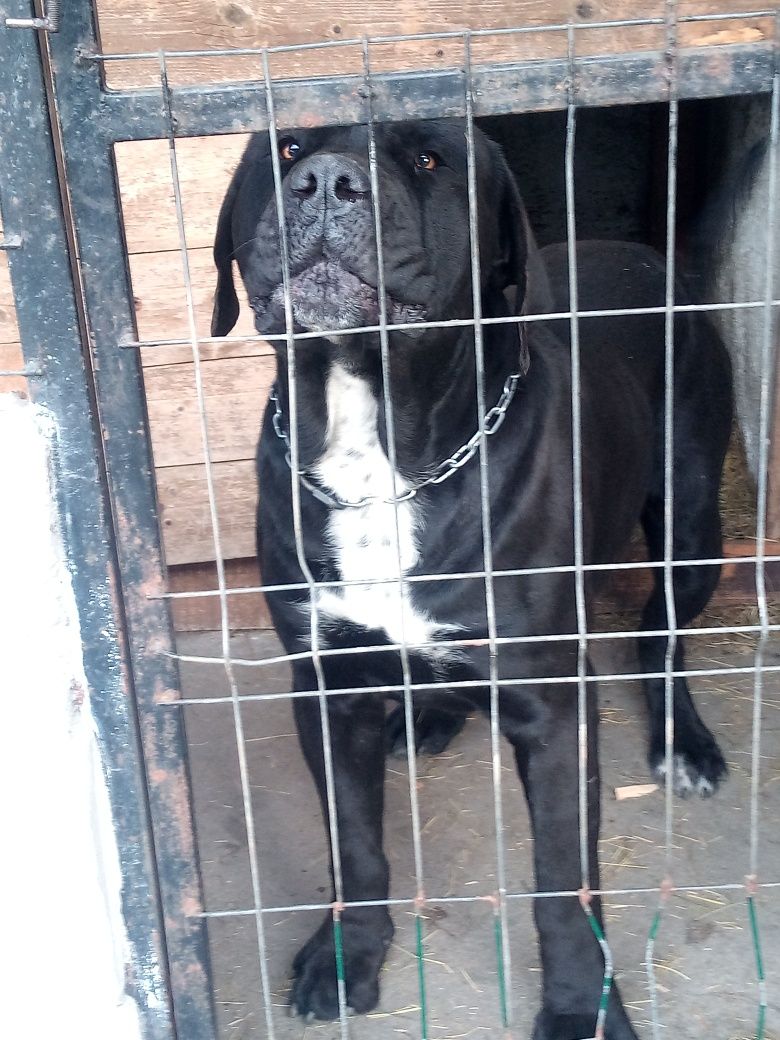 Black Presa canario