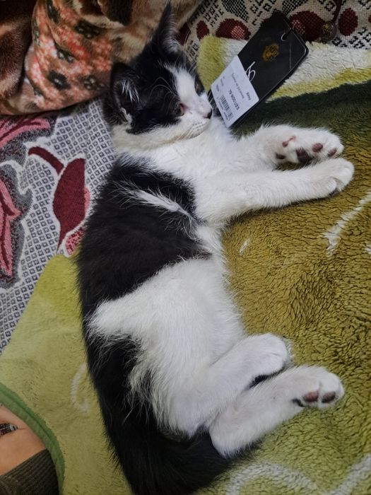 Отдам даром кота