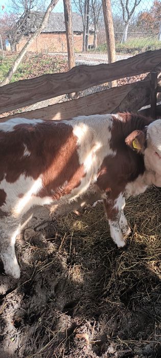 Vând vițeii BR f. frumoși crescuți numai cu lapte, făină și lucernă