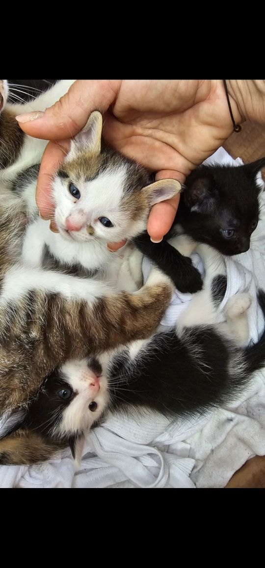 Малки сладки котенца