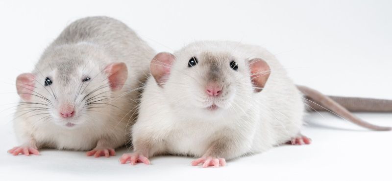 Продам крысу с клеткой