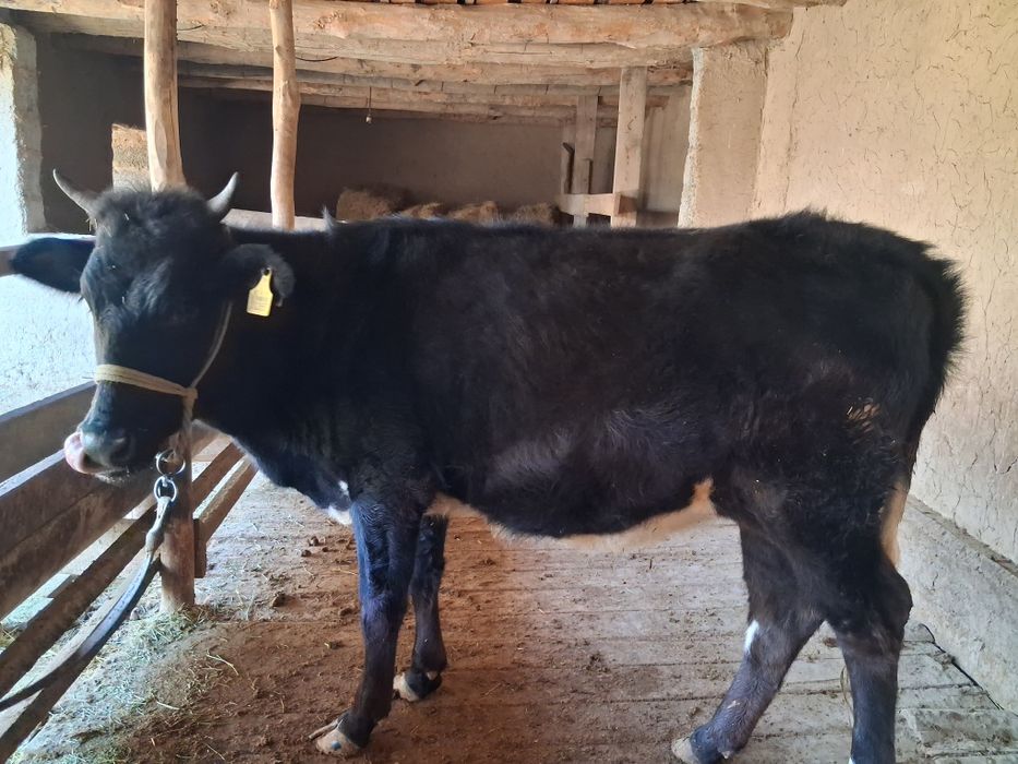 Қашар сатылады шымкенте