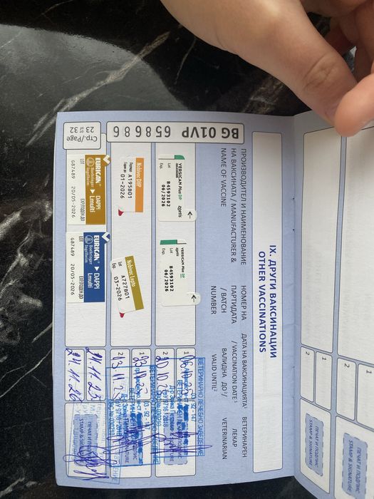 Момченце чихуахуа