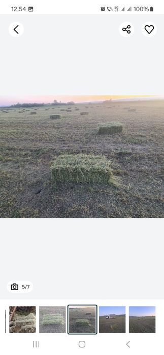 Vand baloti de Lucerna fan productie 2025 transport la domicilu