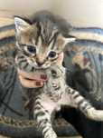 Котята (3 девочки и 1 мальчик)