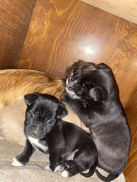 Cățelușe spre adopție