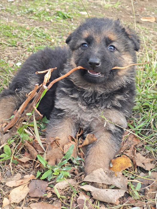 Немски овчарки дългокосмести