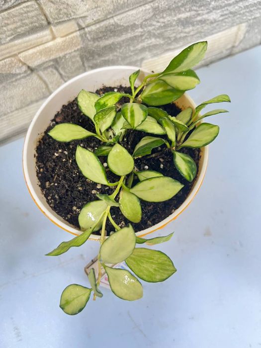 Продается хоя хешкилиана и альбомаргината