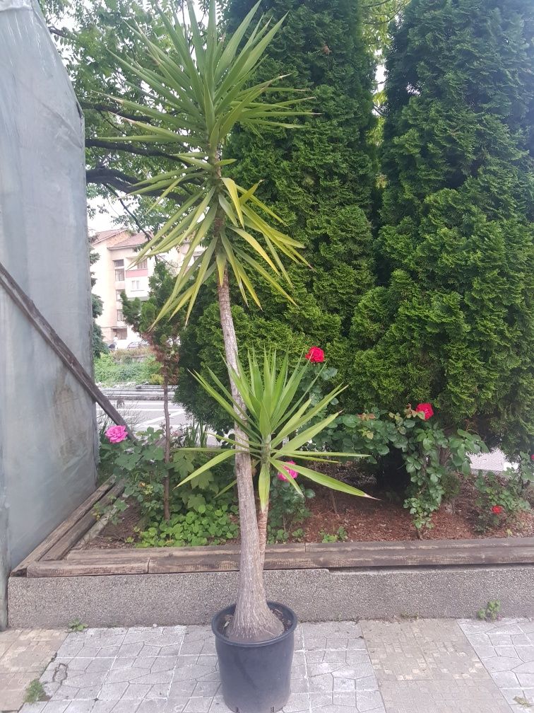 Продавам палма Юка / Yucca, 25 годишна, 3 м. височина