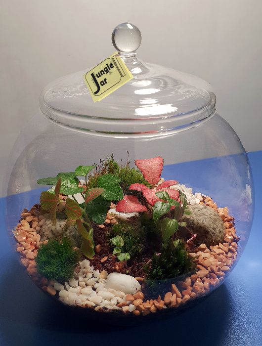 Jungle Jar - Градинка в бутилка/ Терариум/ Флорариум