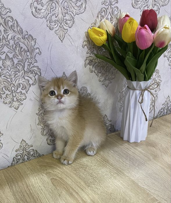 Британка золотая шиншила