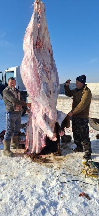 Касапшы, мясник , халлал