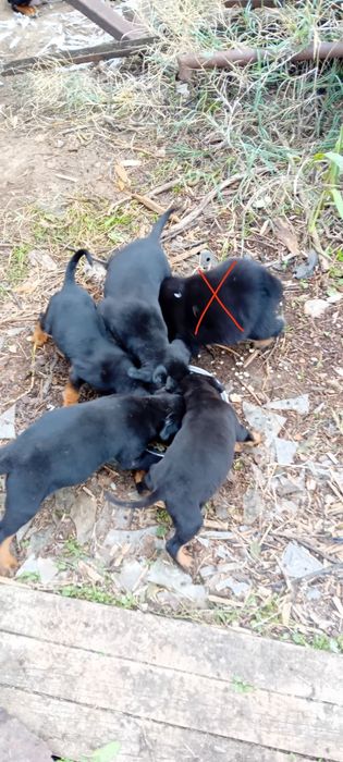 Ловджийски кученца на Месец и половина(Майка Гонче-Баща Барак)4 наличн