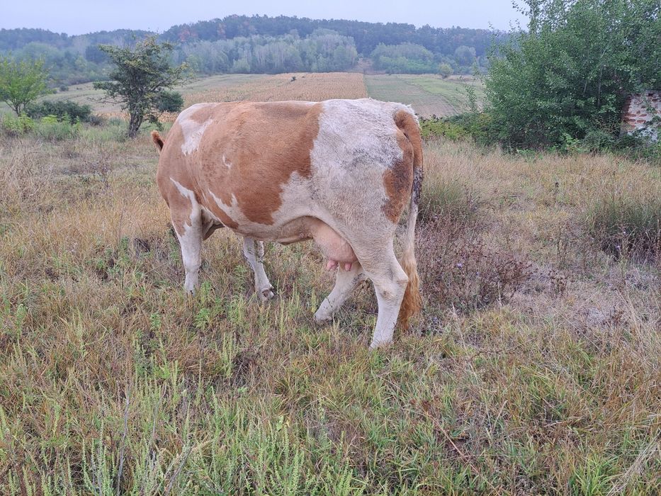 Vacă cu vițel de vânzare