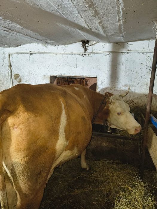 Vând vacă gestanta