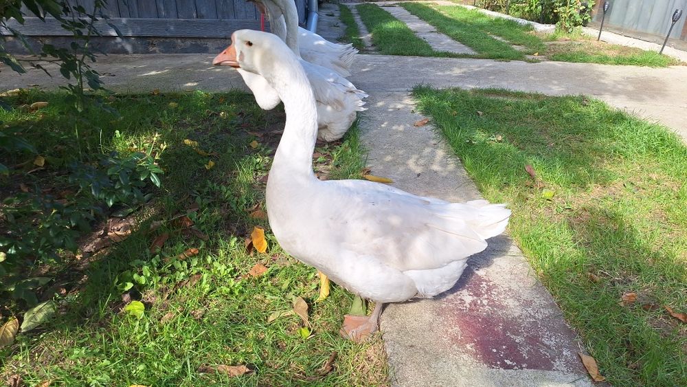 Gâște Holmogor mature