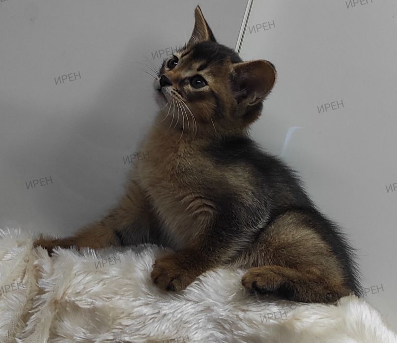 Абиссинец в ваш дом