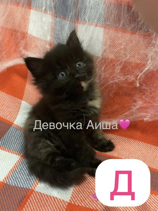 Котенок | отдам котенка девочку в добрые руки!