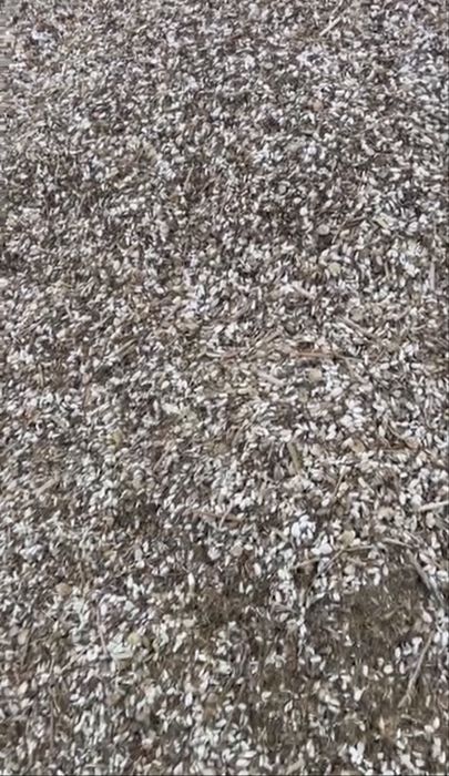 Продам зерноотход Сафлора