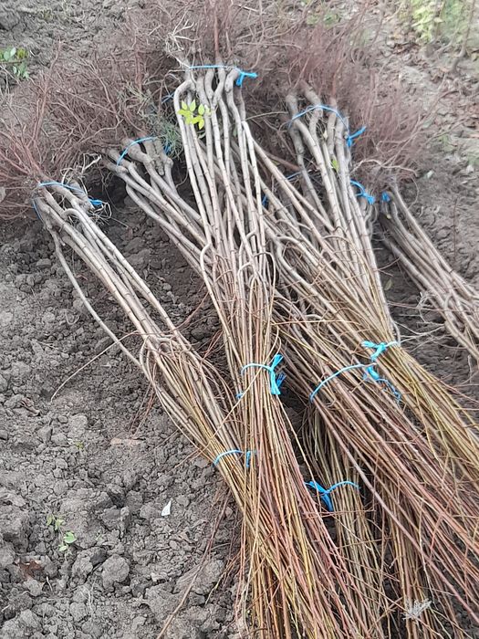 Vand pomi fructiferi