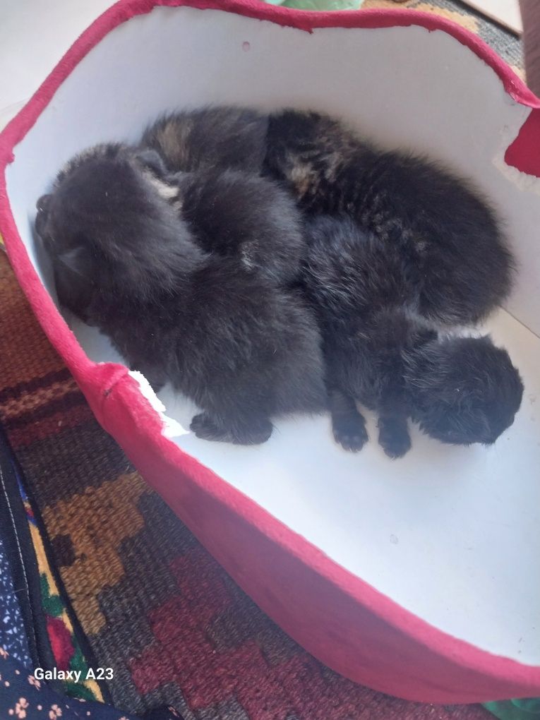 Кошки продаётся.