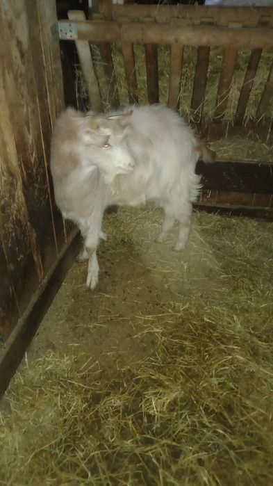 Vand țap din primăvară