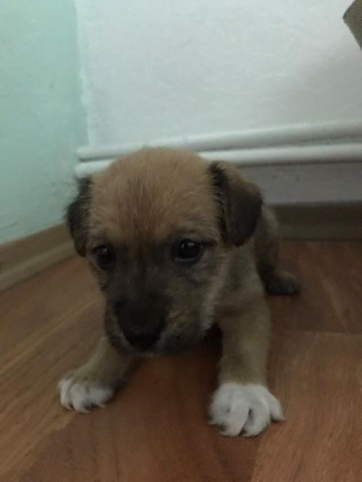 Puiut de catel, are 4 saptamani, are nevoie de o familie responsabila!