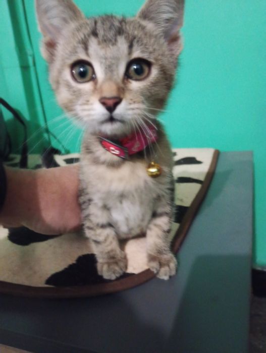 Donez pisicuț spre adopție