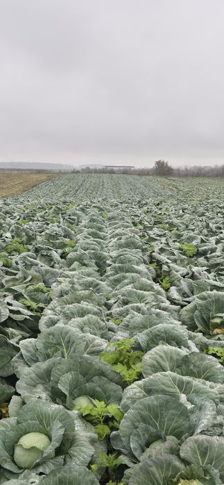 Varza Bucharest si oxylius