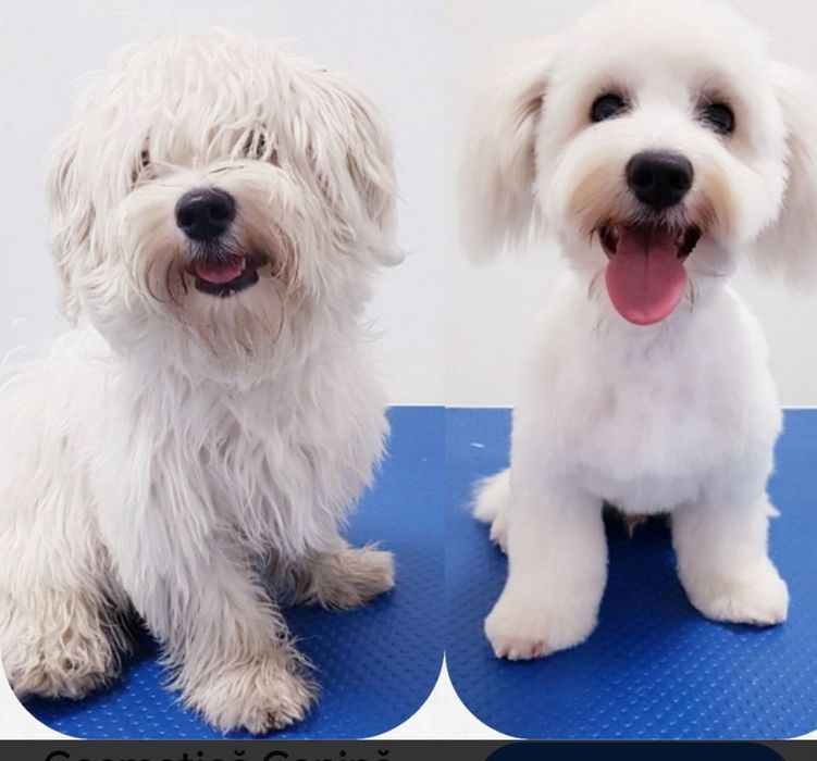 Frizerie canină ayșa